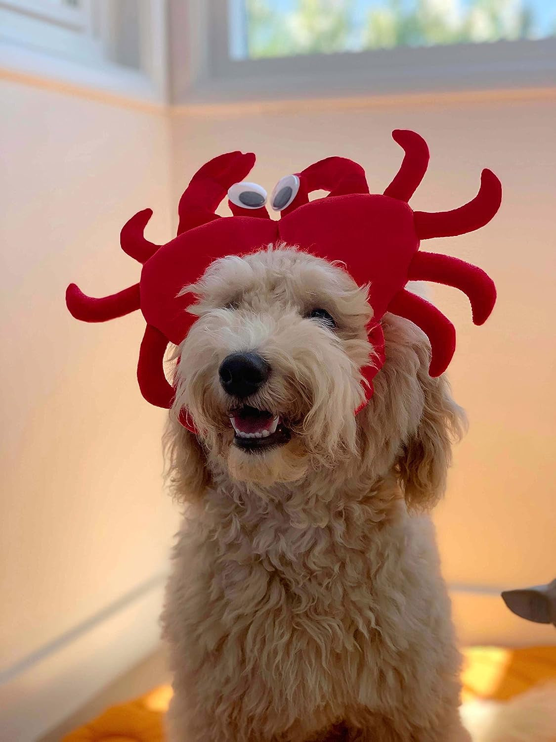 Crab Dog Costume - X Large Medium Small Little French Lab Retriever Mermaid Cosplay Halloween Costumes, Medium, Red