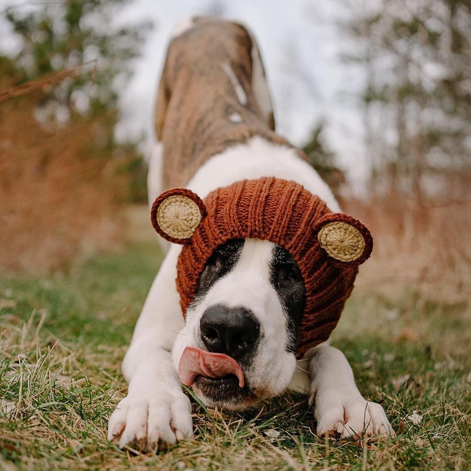 Grizzly Bear Costume - Warm Knit Dog Snood Wrap for Pets, Neck Ear Cover Protection, Halloween Winter (Small)
