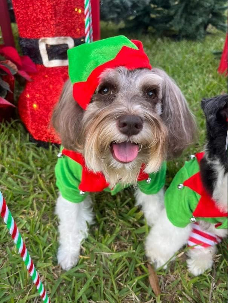 Dog Elf Costume (Small)